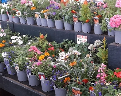 Garden Centre | Twenty Pence Garden Centre | Ely | Wilburton