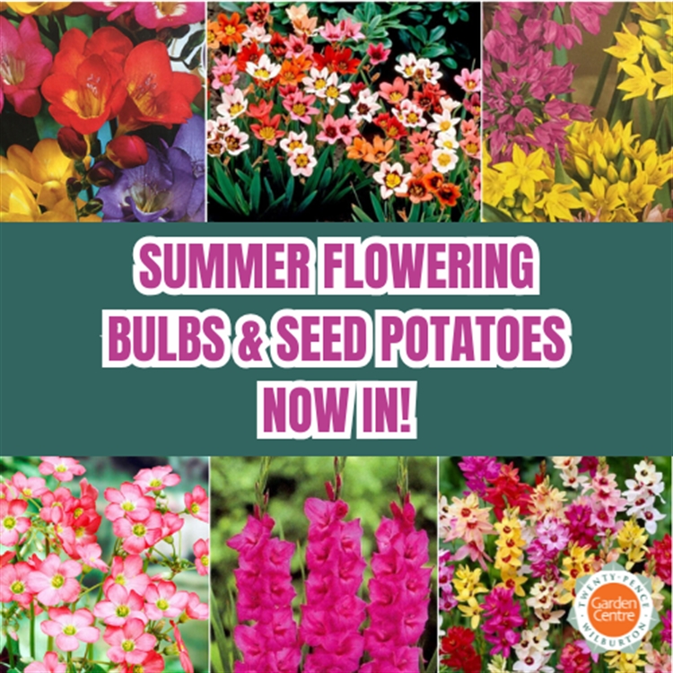 Summer flowering bulbs